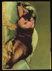 Back Cover Lassie 1